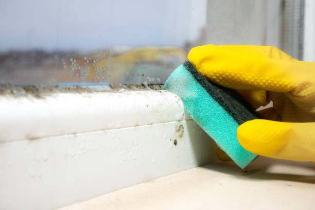 Best Mold Damage Restoration  in Addison, TX